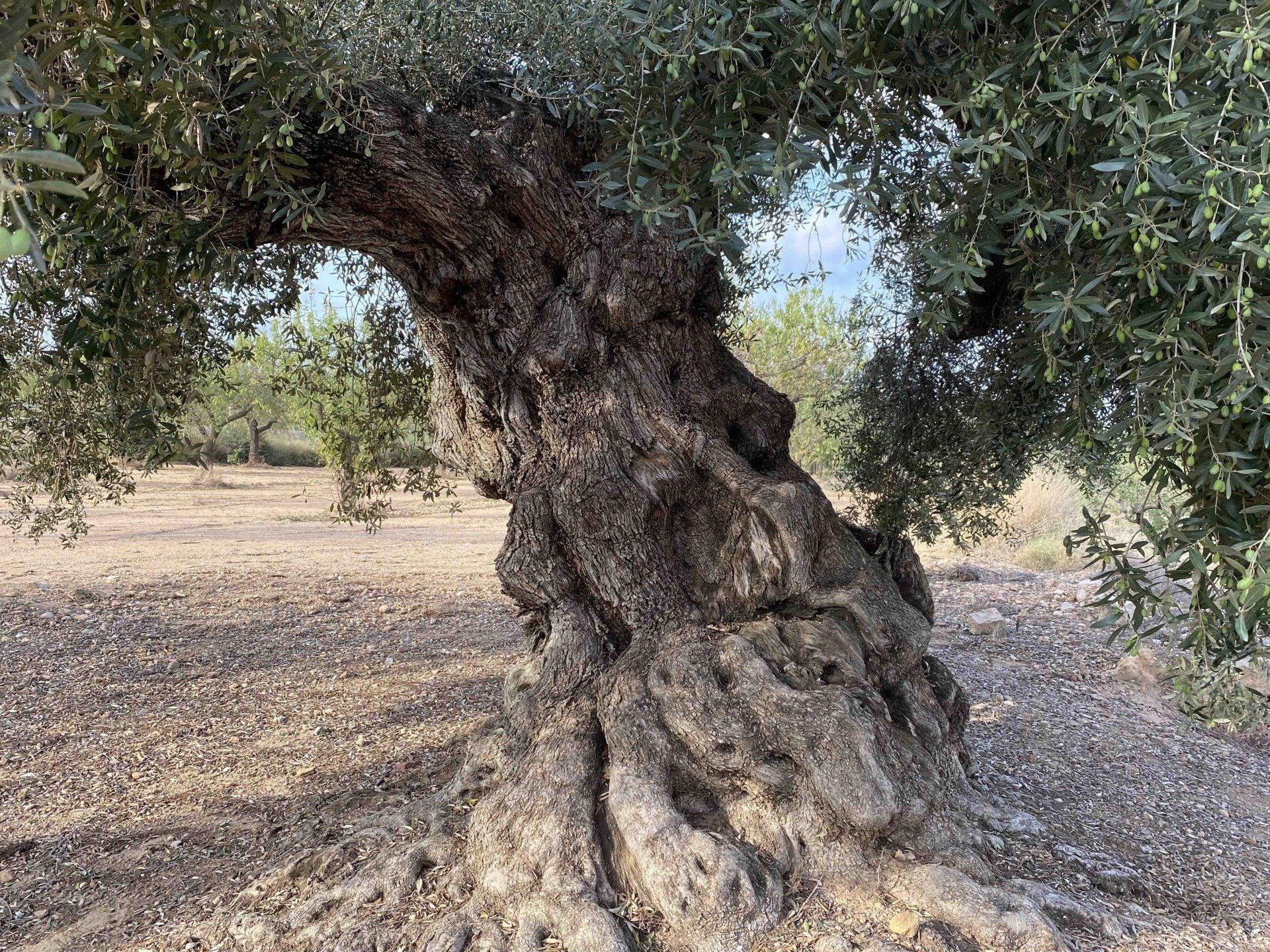 Beautiful ancient olive tree of Traiguera