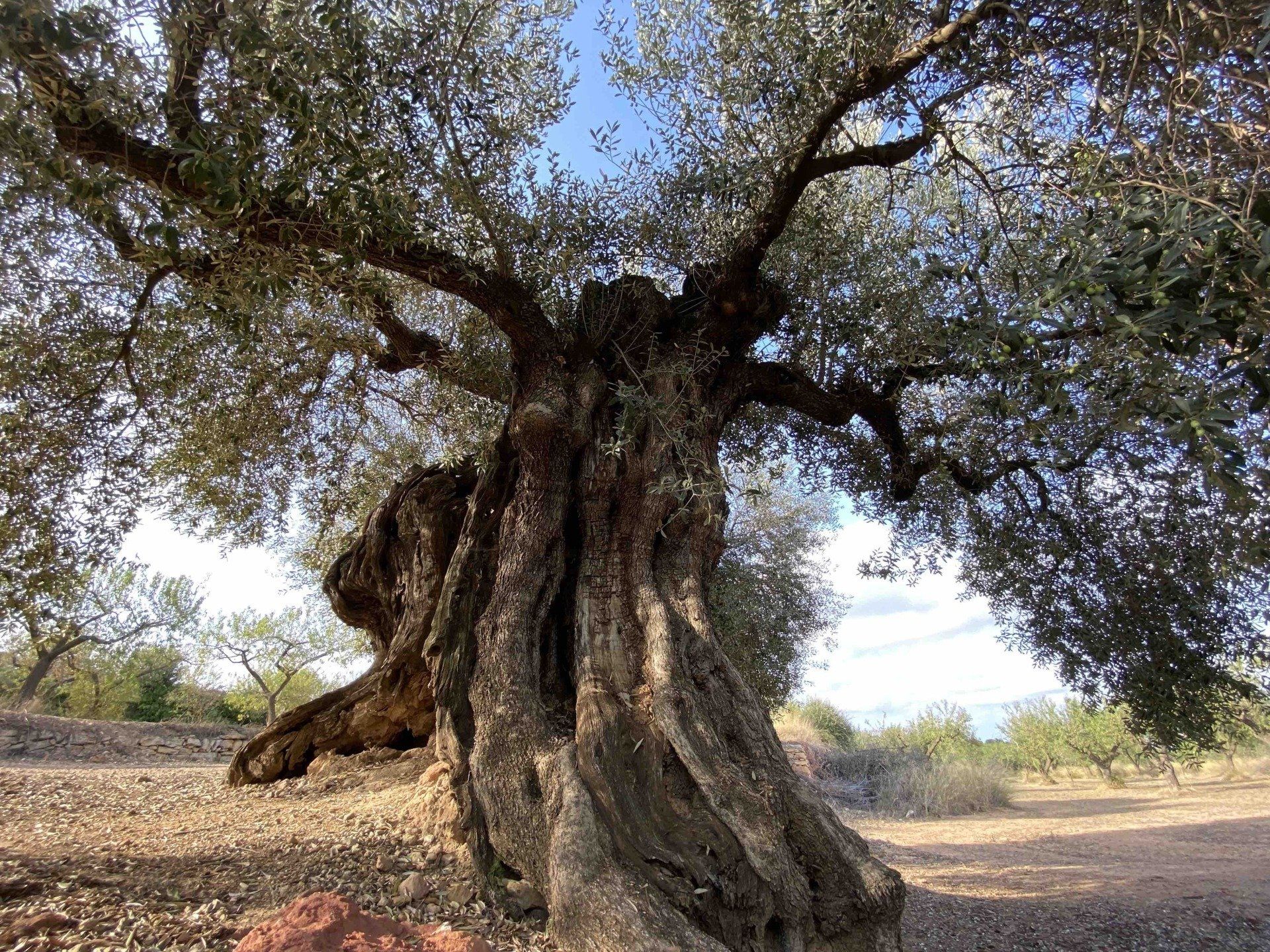 Millennial Olive Trees
