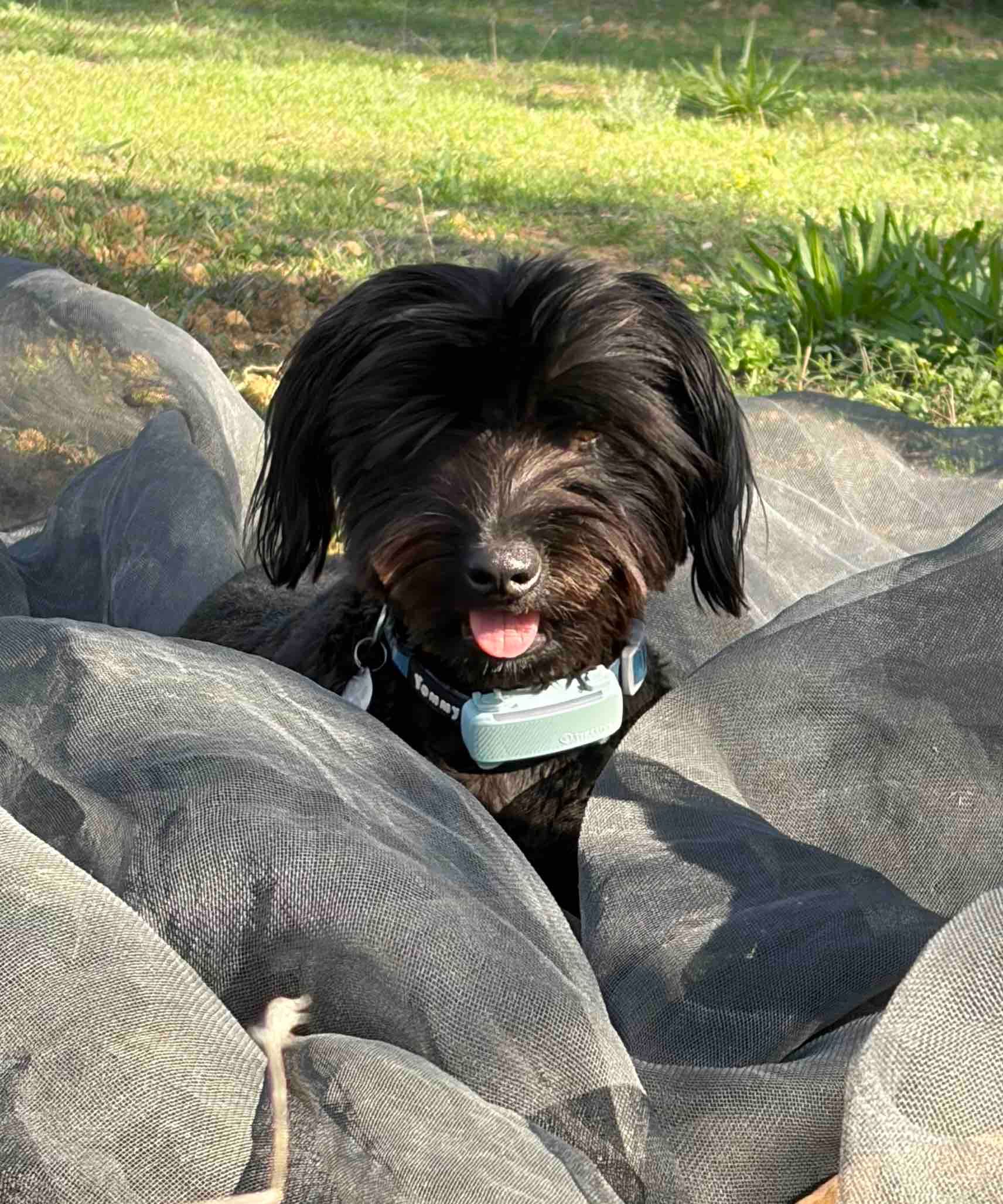 Evie dog playing in the olive nets not helping with the olive harvest at Casa de Olivos in Traiguera