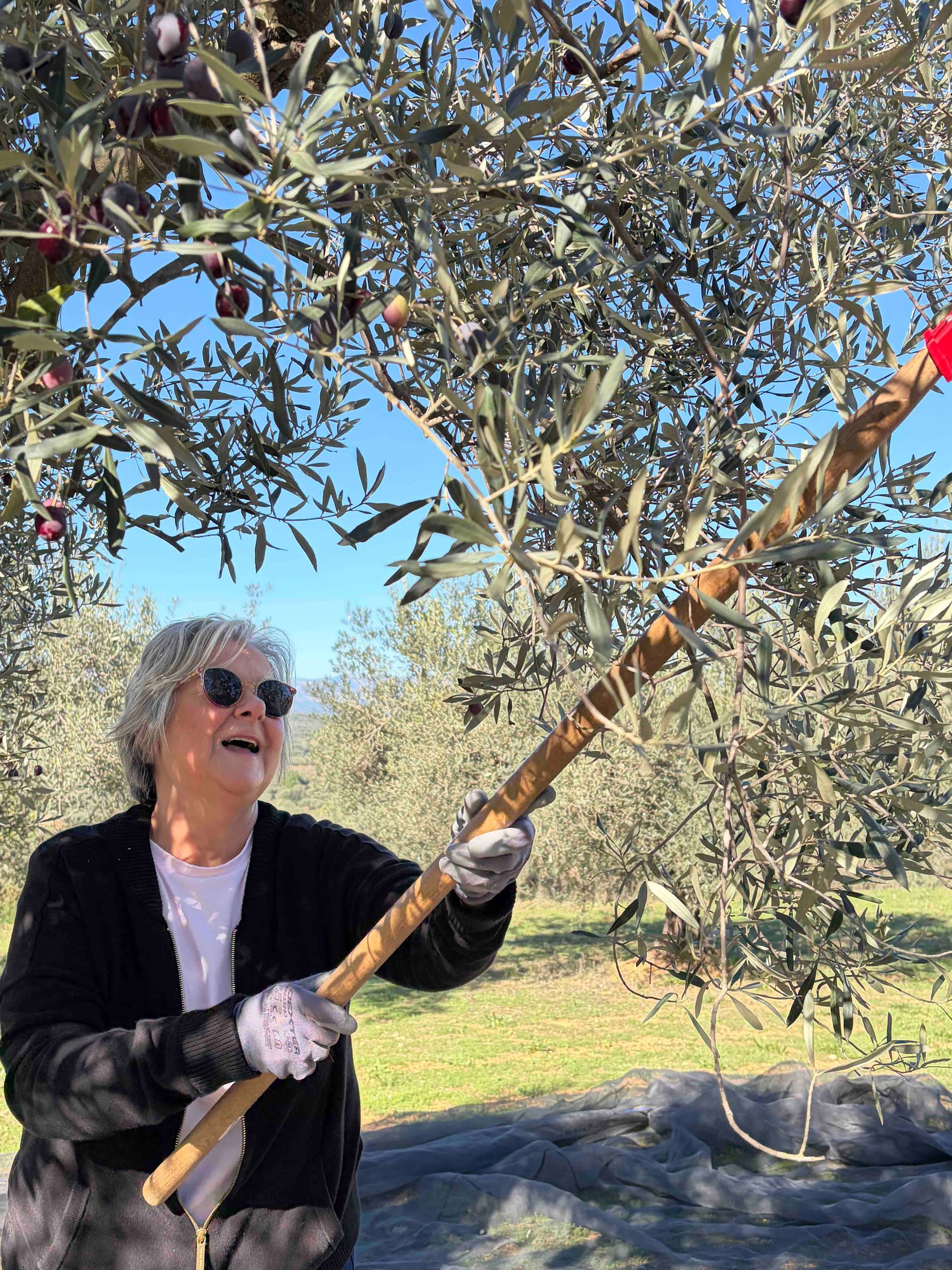 Female guest enjoying taking part in the Casa de Olivos olive harvest experience in Traiguera