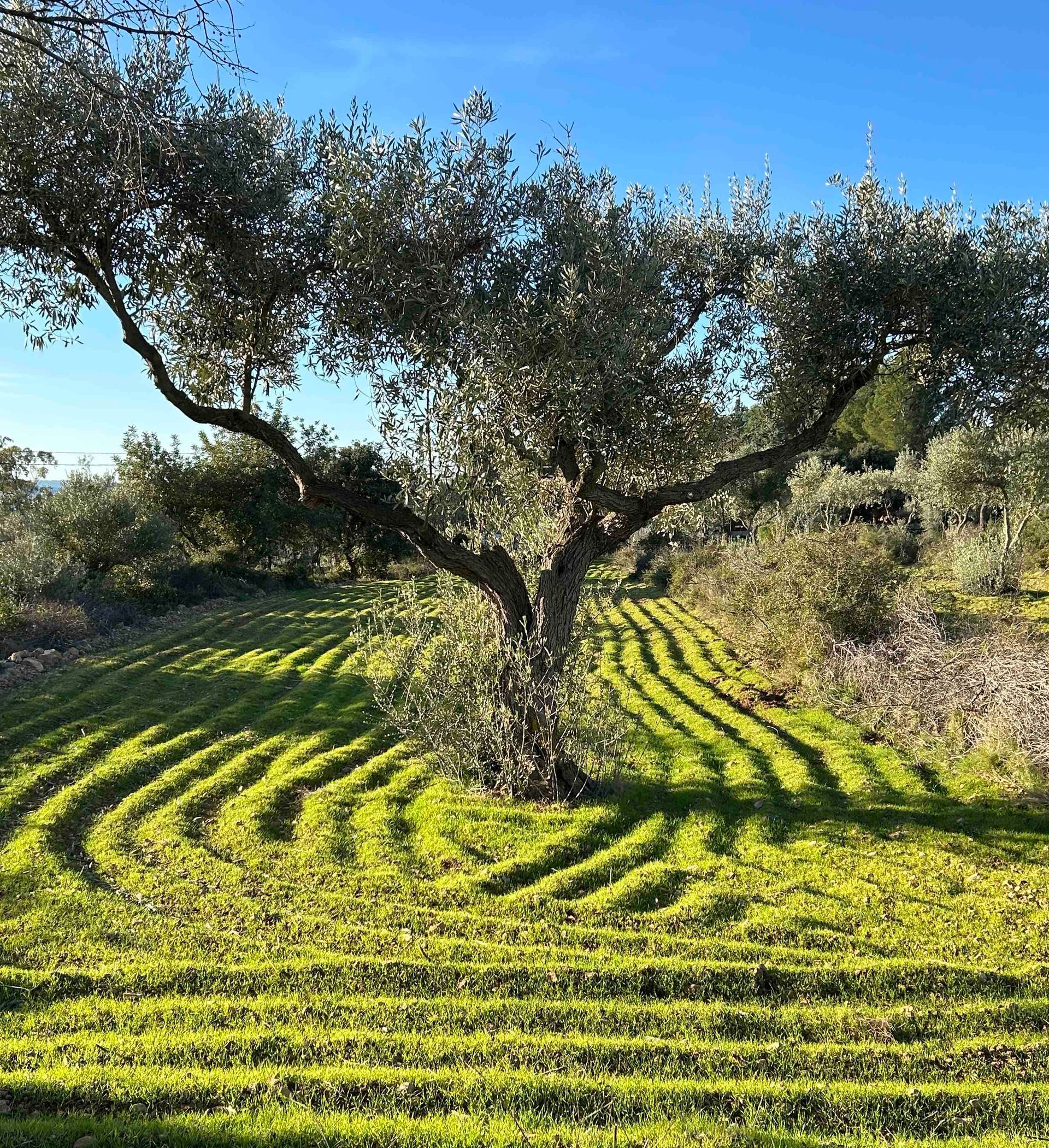 Frees grass in Olive groves in sant Jordi 2km from Casa de Olivos