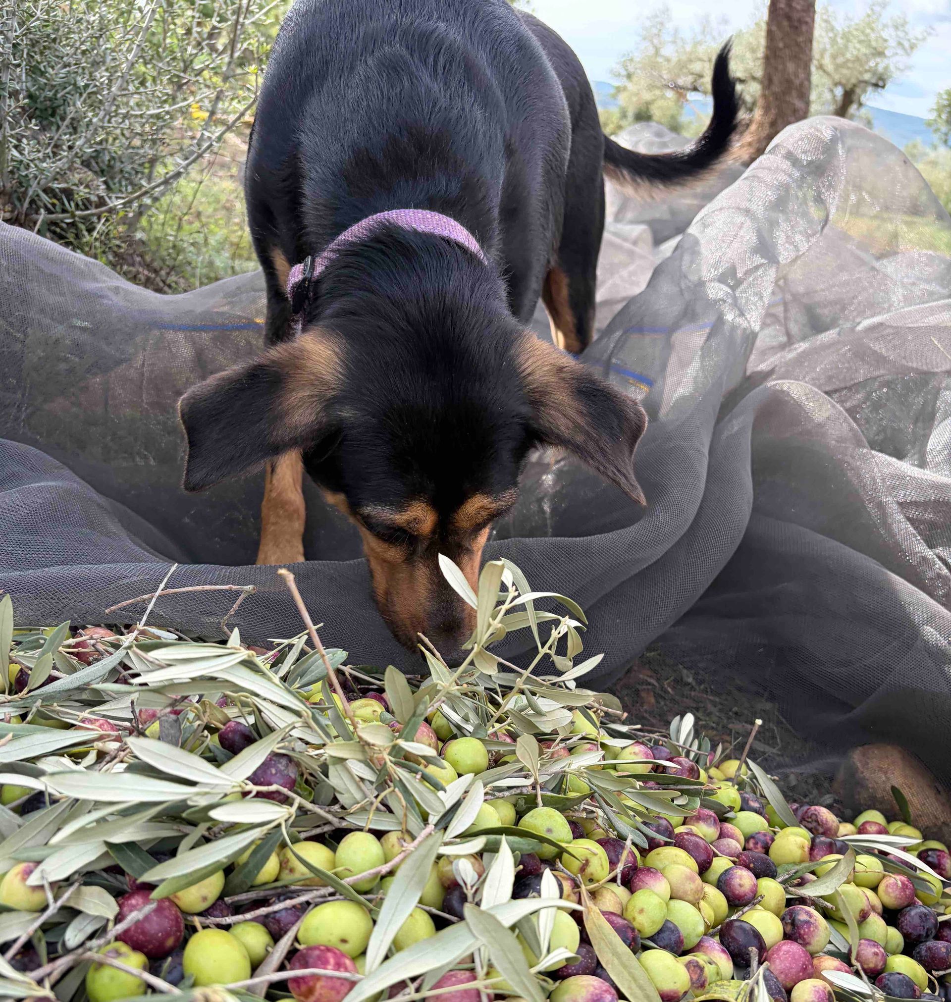 Olive dog helping with the olive harvest at Casa de Olivos near Traiguera