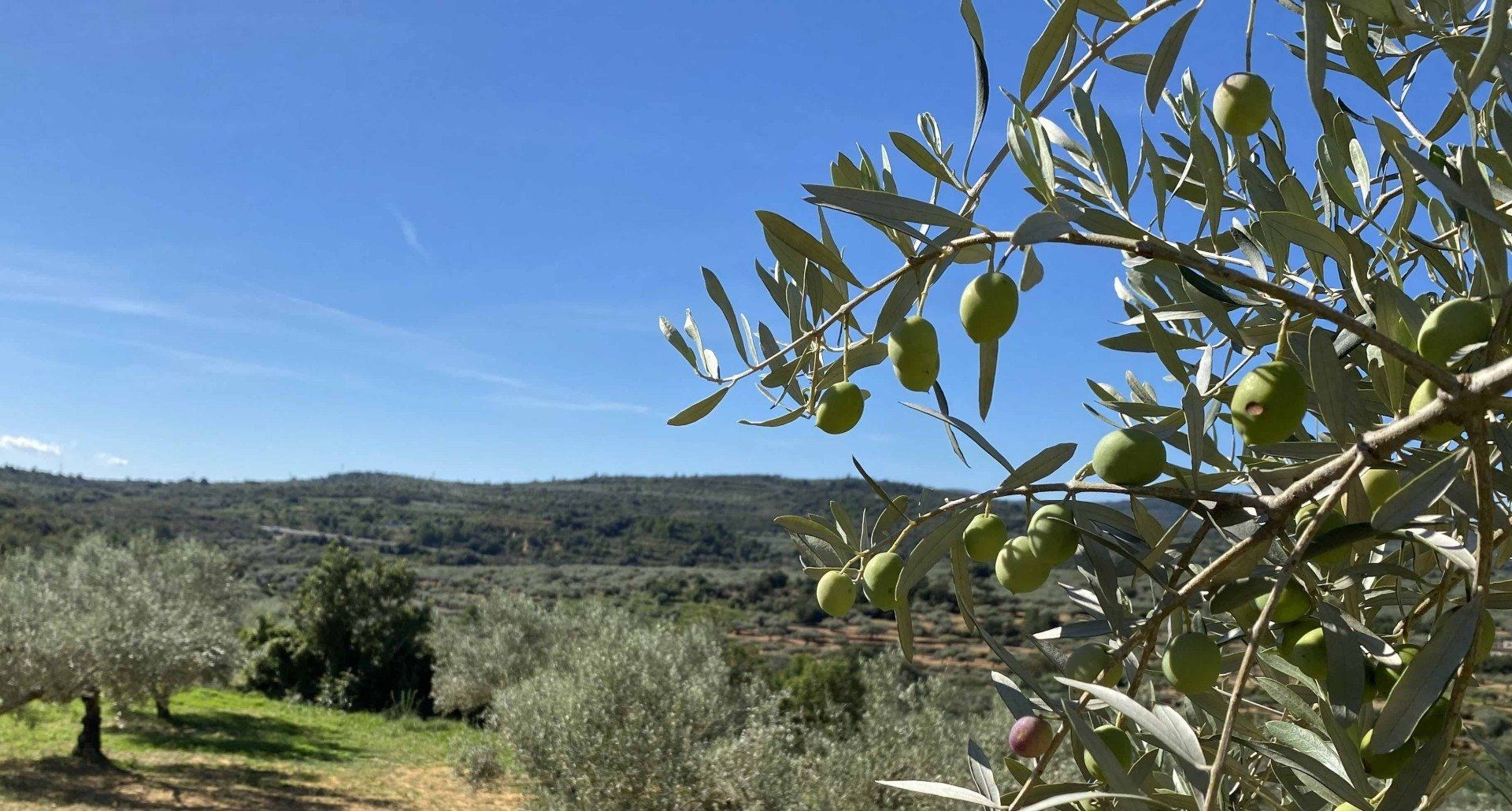 Beautiful blue sky with green olives on a tree at Casa de Olivos