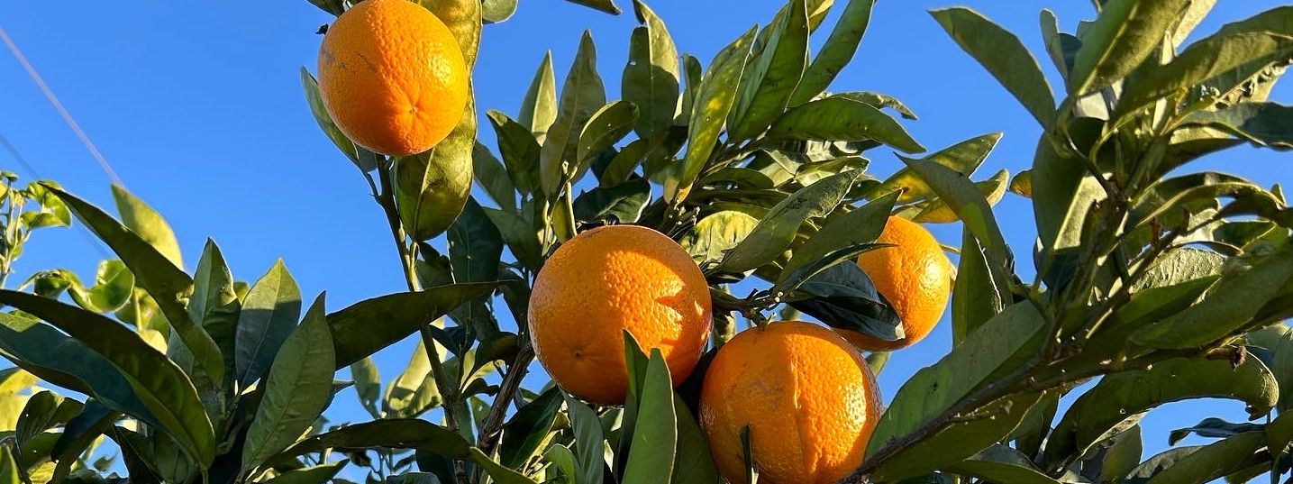 Valencian Oranges on the trees in the Costa Del Azahar near Casa de Olivos