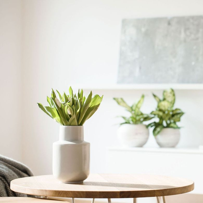 Interior photo of a houseplant on a table