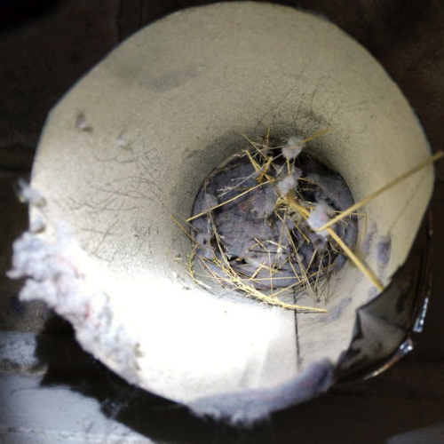 Inside a dryer vent, bird nest made of lint and straw.