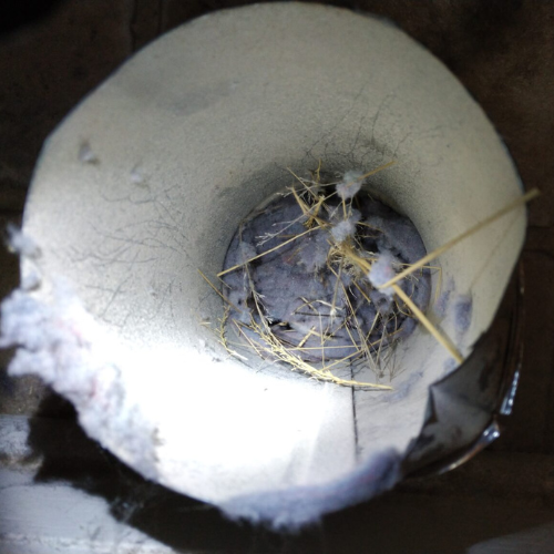 Inside a dryer vent, a collection of lint, fibers, and straw-like debris is visible, against a white backdrop.