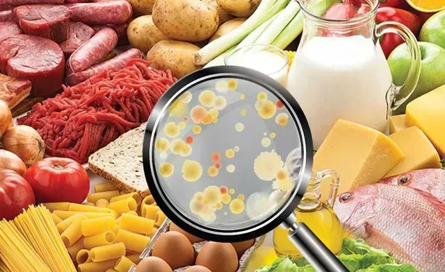 A magnifying glass is being used to look at food.