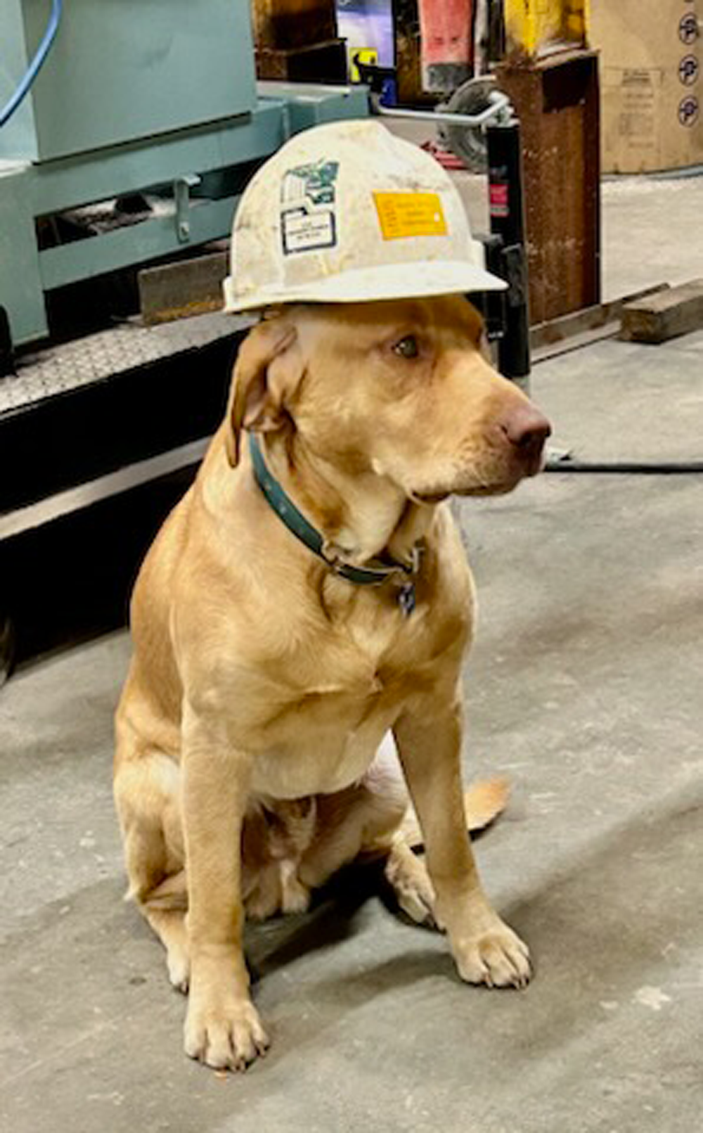 Yellow Labrador dog wearing a hard hat, sitting in an industrial setting.