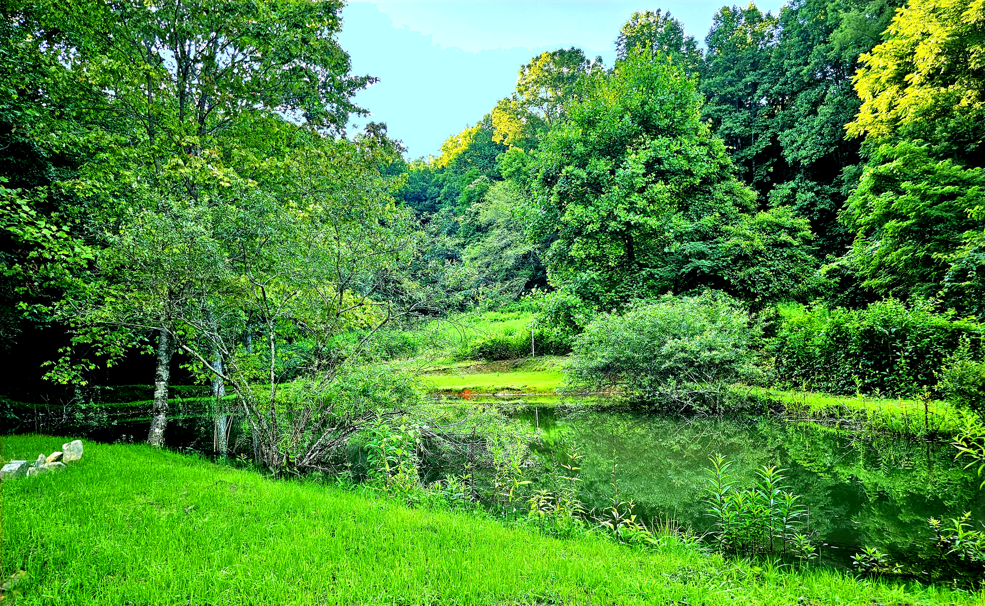 trees with mountains in the background