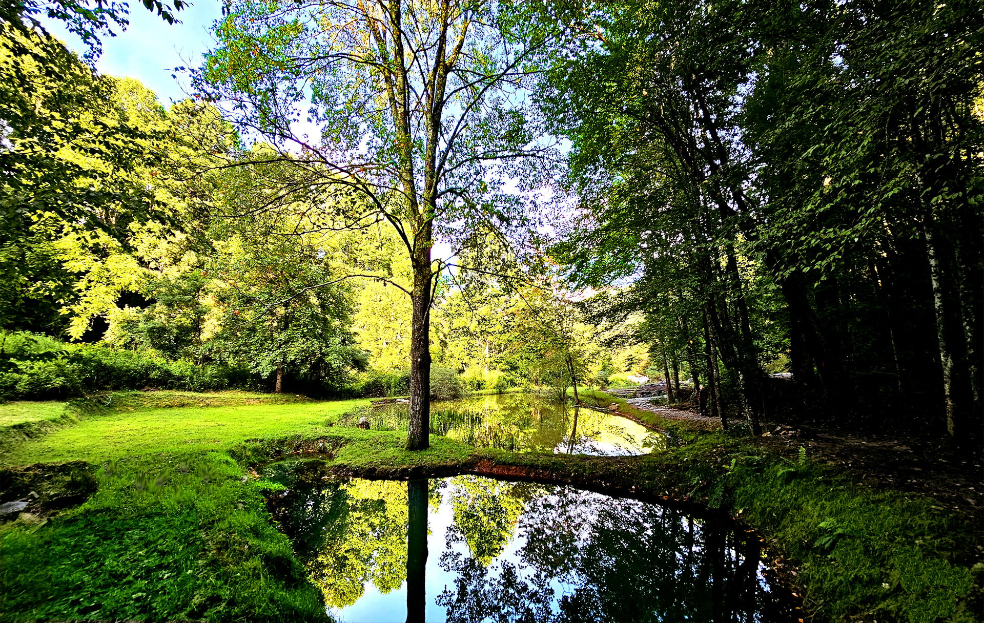 A pond in the middle of a forest with trees surrounding it