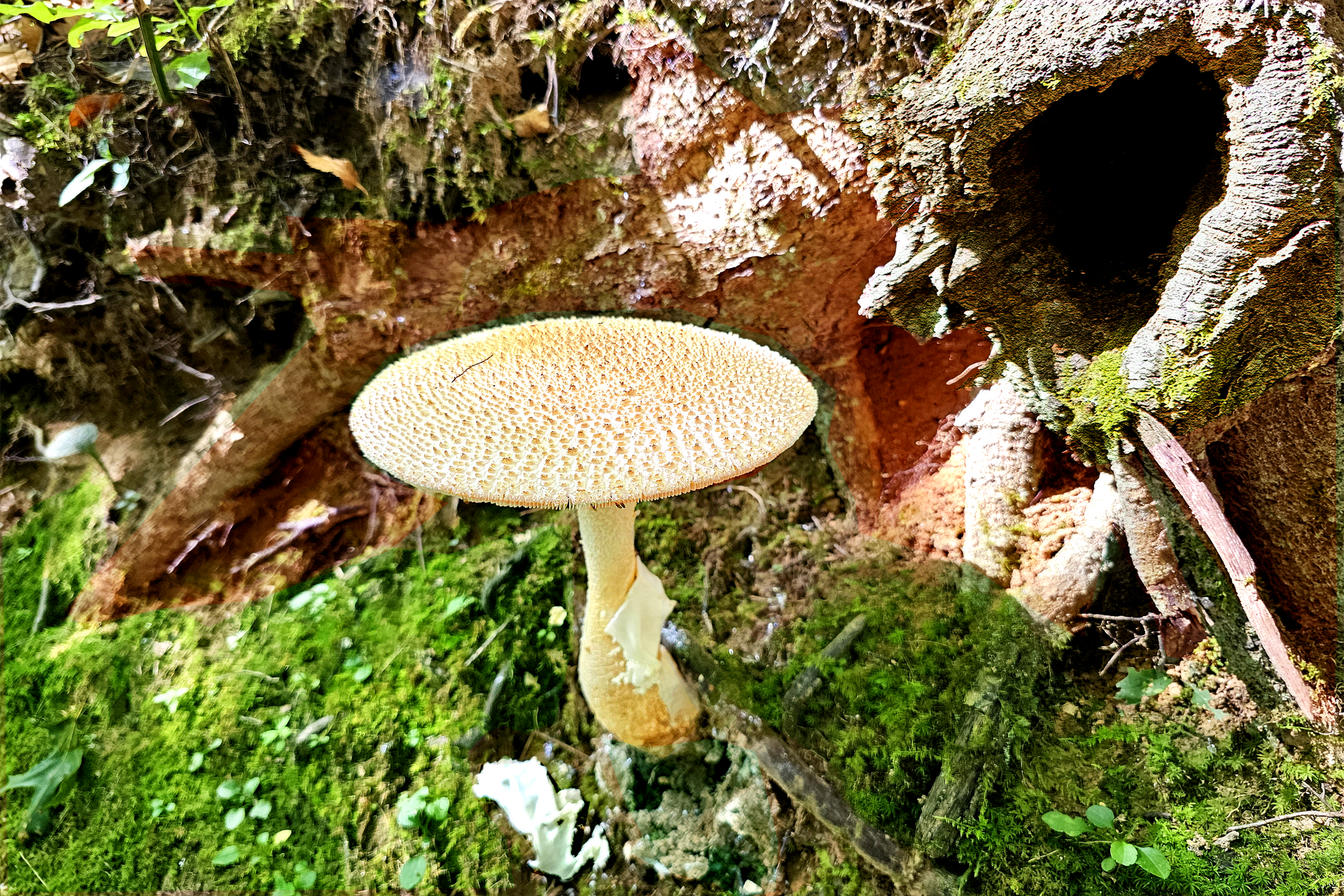 A mushroom is growing on a tree stump in the woods.