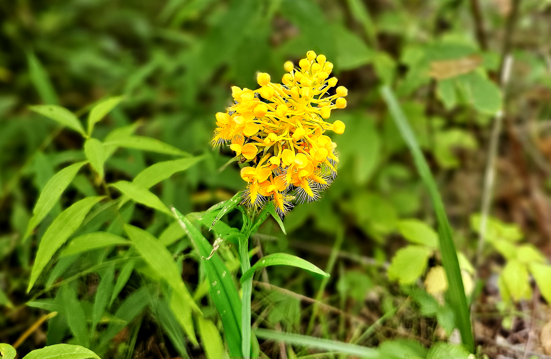 A close up of a yellow flower surrounded by green leaves.