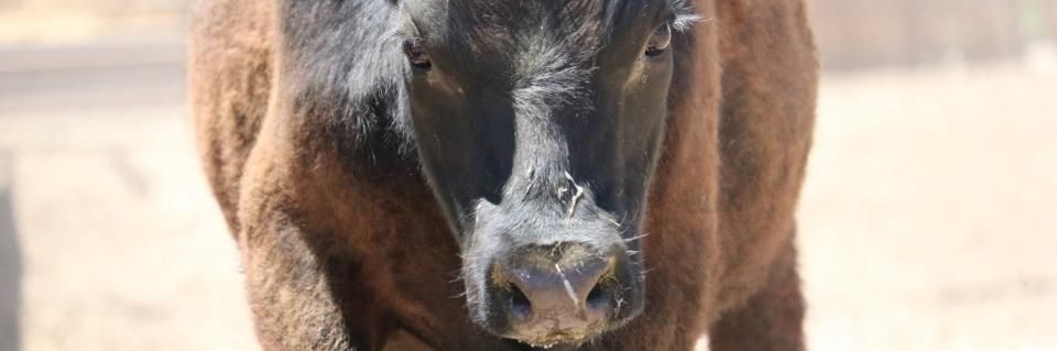 A dark-faced, brown-furred bull stands in a dusty, sunlit outdoor area.