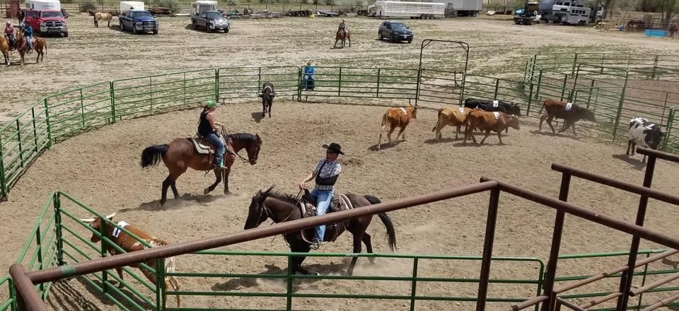 People ride horses in a fenced dirt arena, guiding cattle during a ranch sorting or team penning competition.