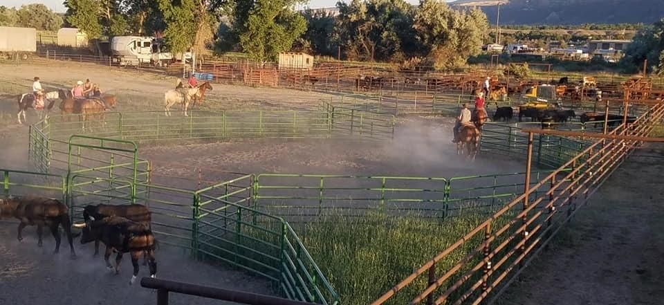 A high-angle view of riders on horseback herding cattle in a dusty, fenced outdoor arena at sunset.