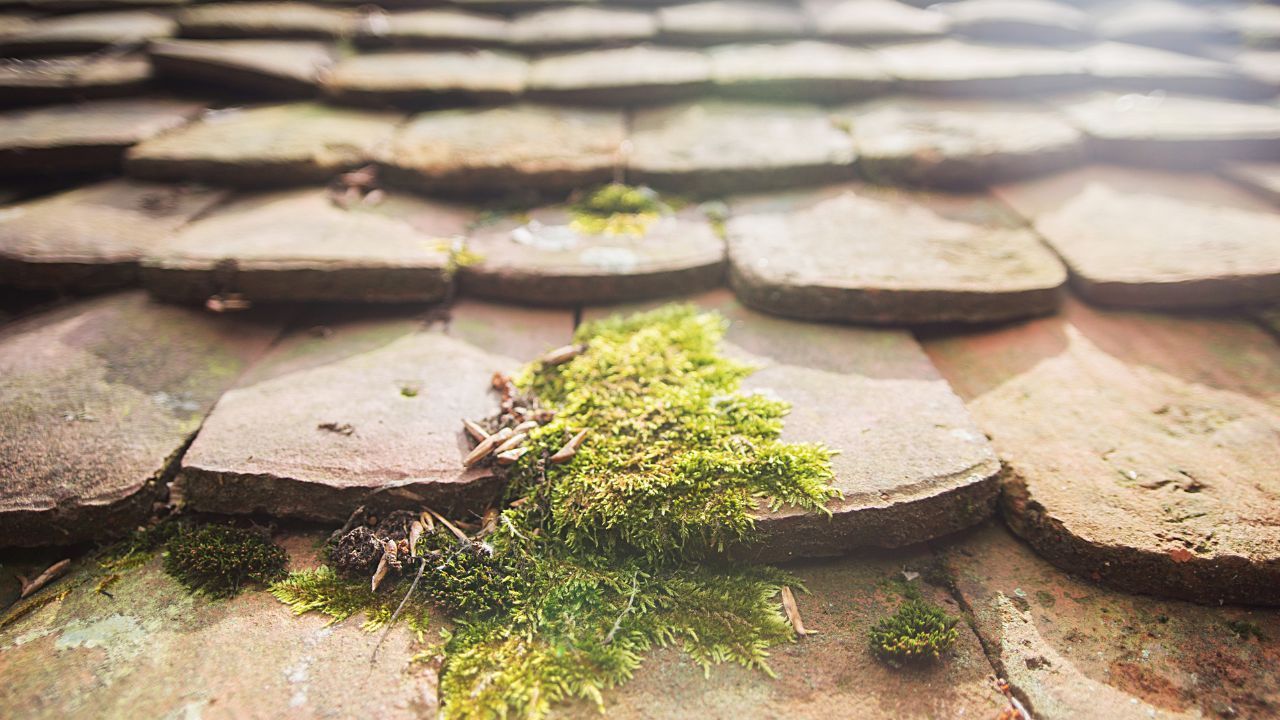 Close-up of weathered terracotta roof tiles featuring patches of vibrant green moss growing in the crevices.