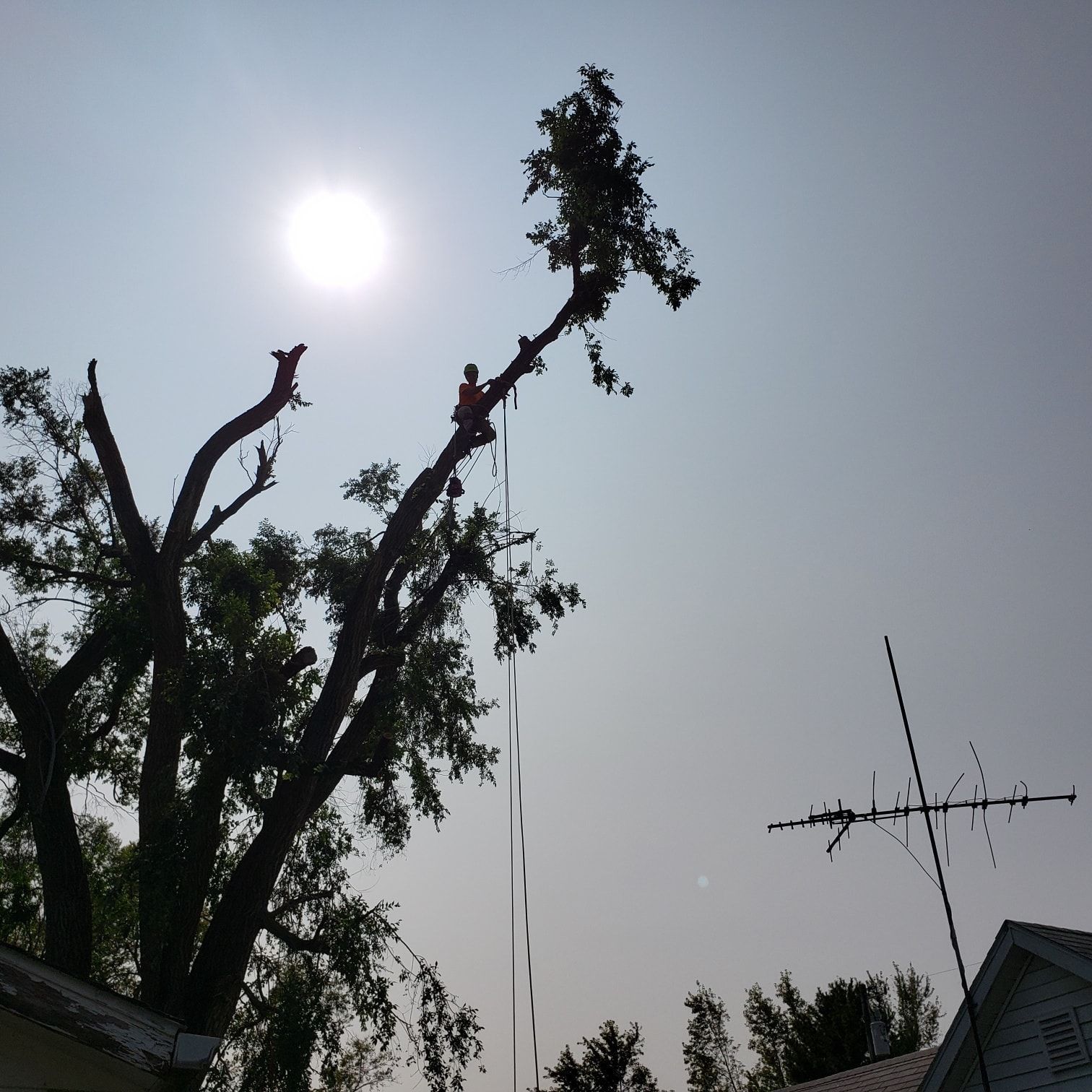 Tree trimmer in a tall tree silhouetted against a sunny sky, cutting branches.