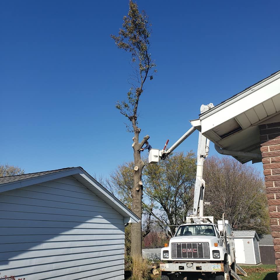 A tree being trimmed by a worker in a truck-mounted lift next to a house under a blue sky.