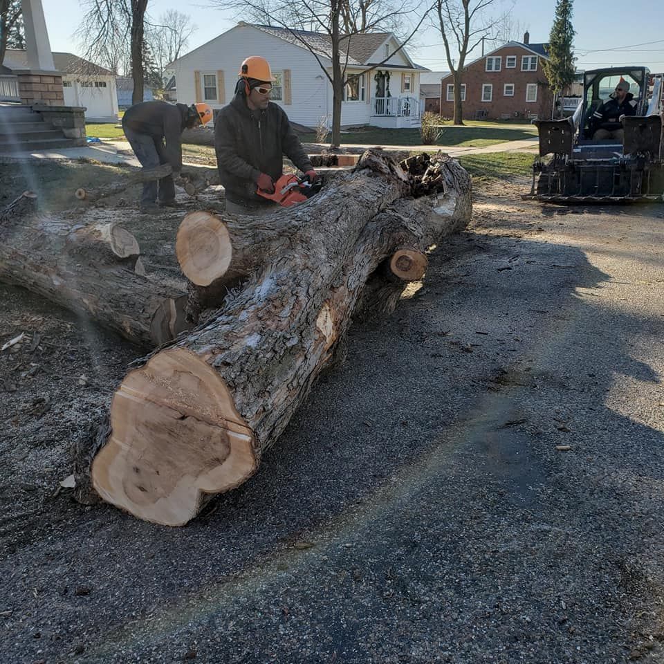 Two people cutting a fallen tree with a chainsaw, next to a small tractor.