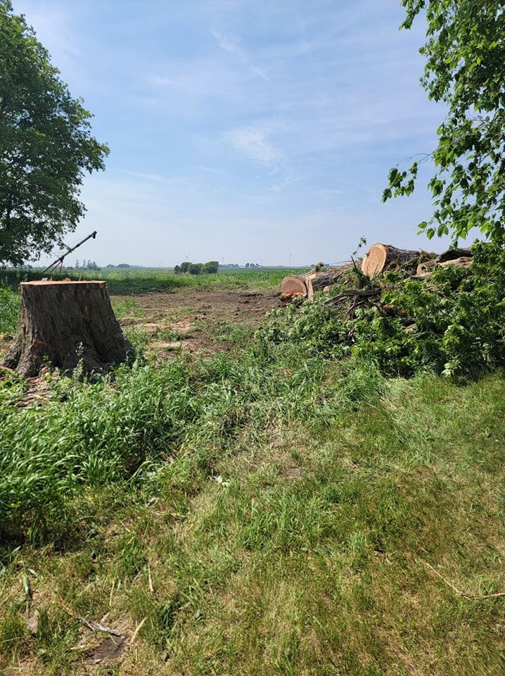 Cleared field with large tree stump, logs, and cut branches under a blue sky.