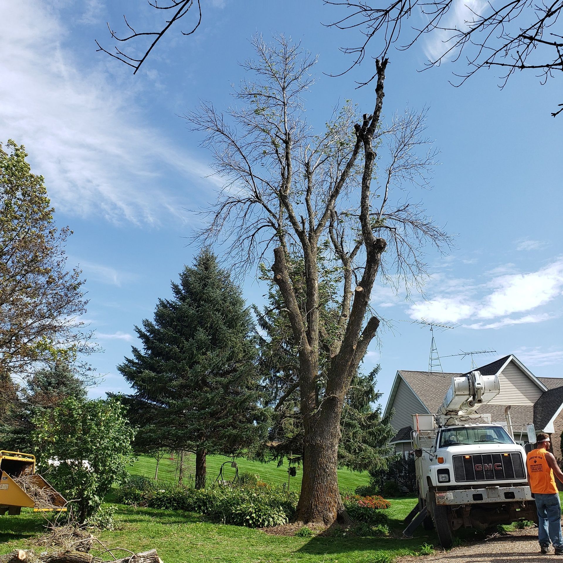 Tree being trimmed by a professional; truck with lift, person in orange shirt, green lawn, blue sky.