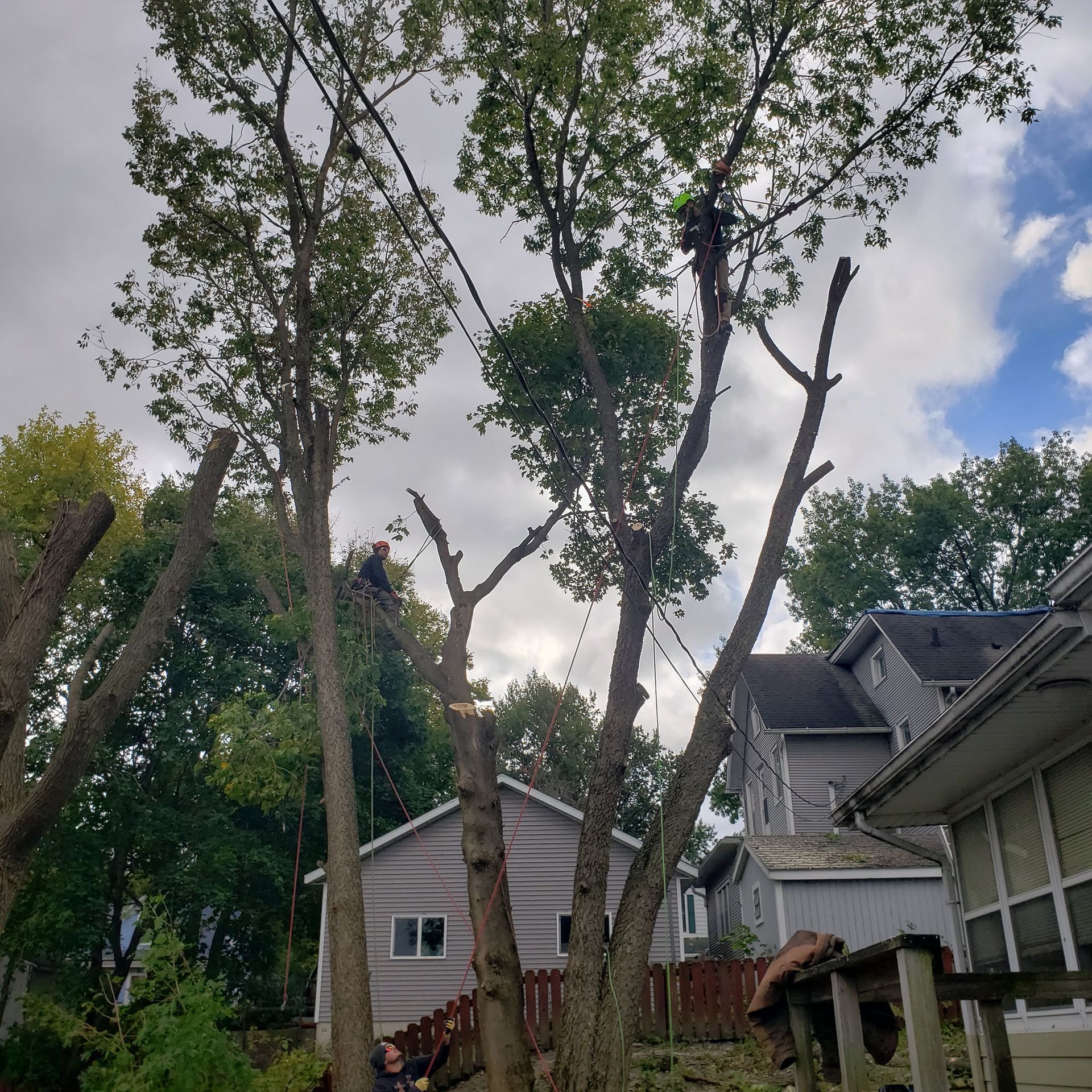 Arborists trimming large trees near houses, using ropes and chainsaws, under a cloudy sky.
