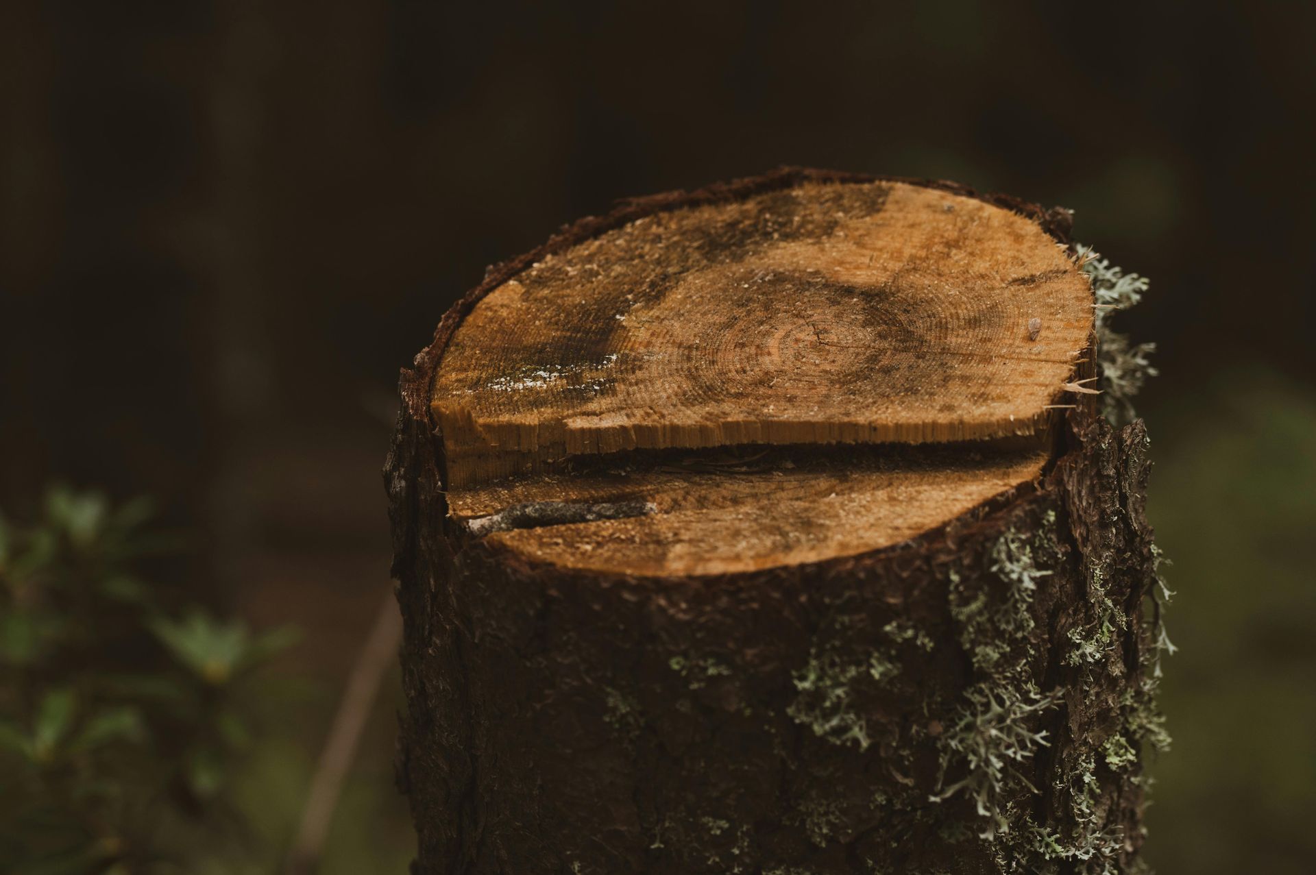 Stump of a cut tree with visible wood grain, forest background.