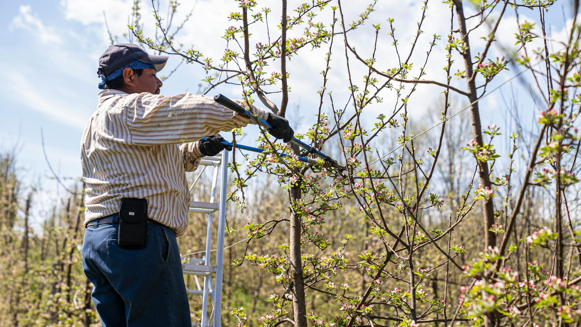 Man pruning a flowering fruit tree with large shears while on a ladder. Sunny orchard setting.