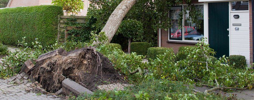 A tree has fallen on the sidewalk in front of a house.