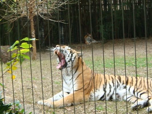 A tiger in a cage with its mouth open