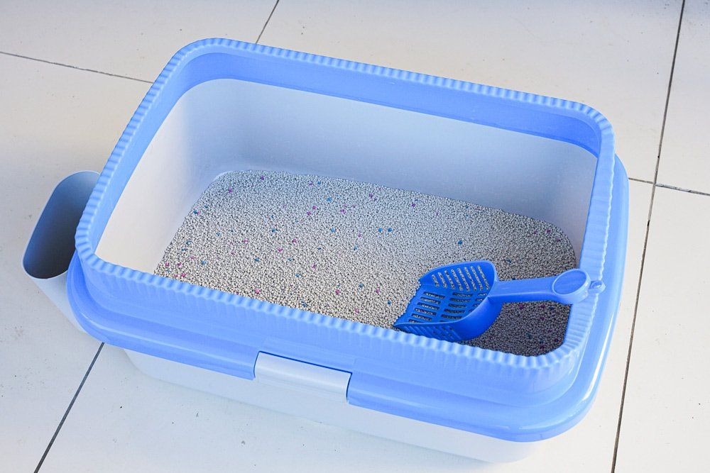 Pet Litter Box — Lenox, MA — Chez Pet