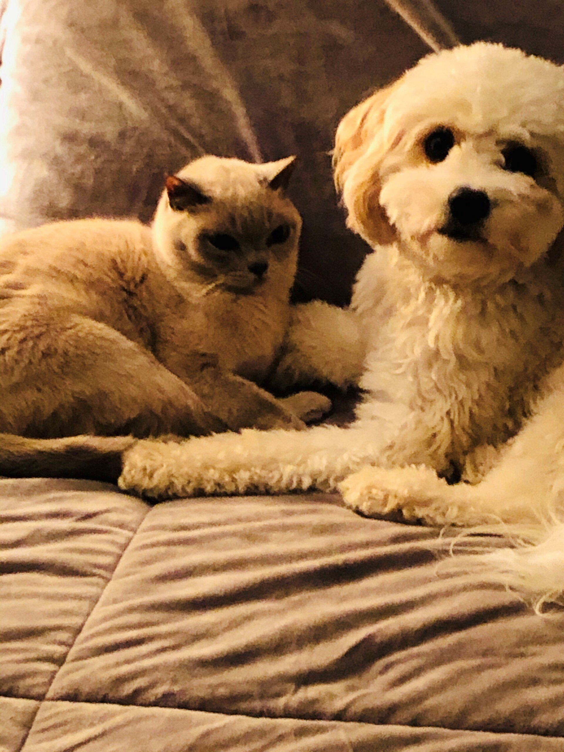 Cat Sticking Her Tongue Out — Lenox, MA — Chez Pet