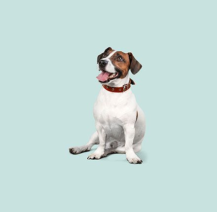 A brown and white dog with a brown collar is sitting on a blue background.