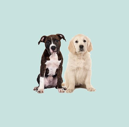 Two puppies are sitting next to each other on a blue background.