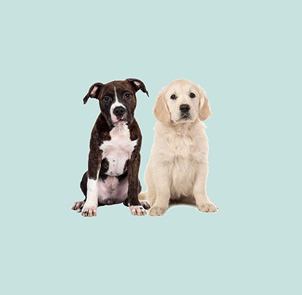 Two puppies are sitting next to each other on a blue background.
