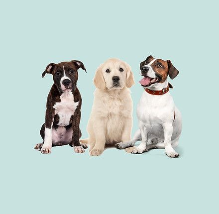 Three puppies are sitting next to each other on a blue background.