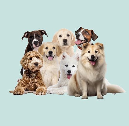 A group of dogs of different breeds are sitting next to each other on a blue background.