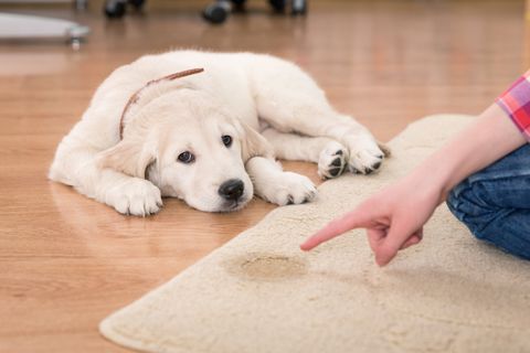 Odor Removal — Dog Pee on the Carpet in Columbus, GA