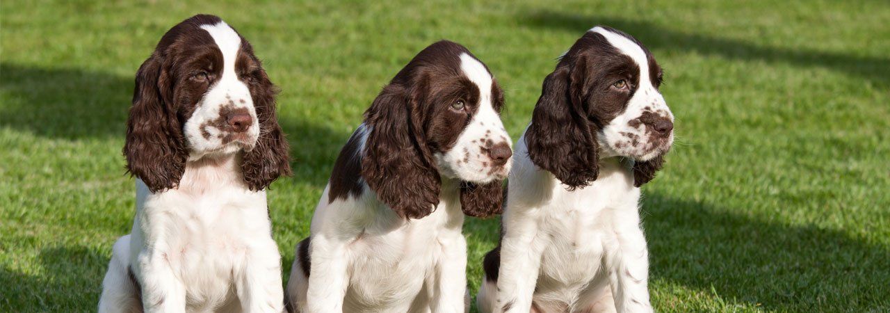 Three dogs