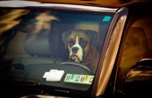 A boxer dog is sitting in the driver 's seat of a car