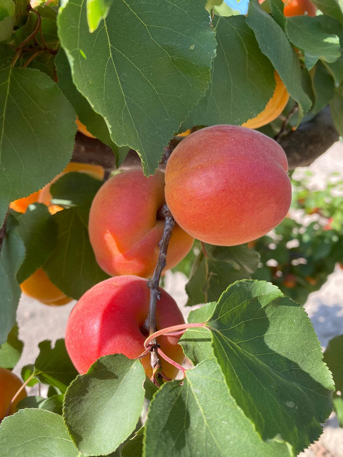 frutta esotica sull'albero