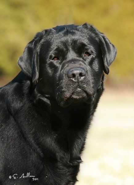 Ch. Fortune's Blueprint 