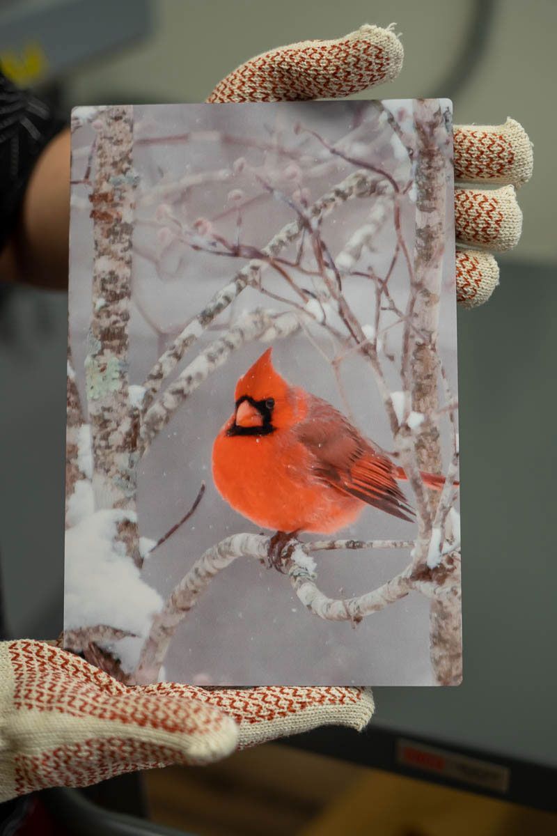 Gloved hands hold a frosted card with a bright red cardinal in a snowy winter scene