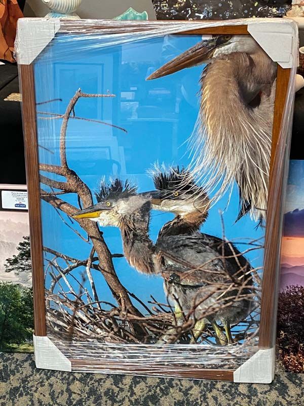 Framed taxidermy display with a bird among branches against a bright blue background