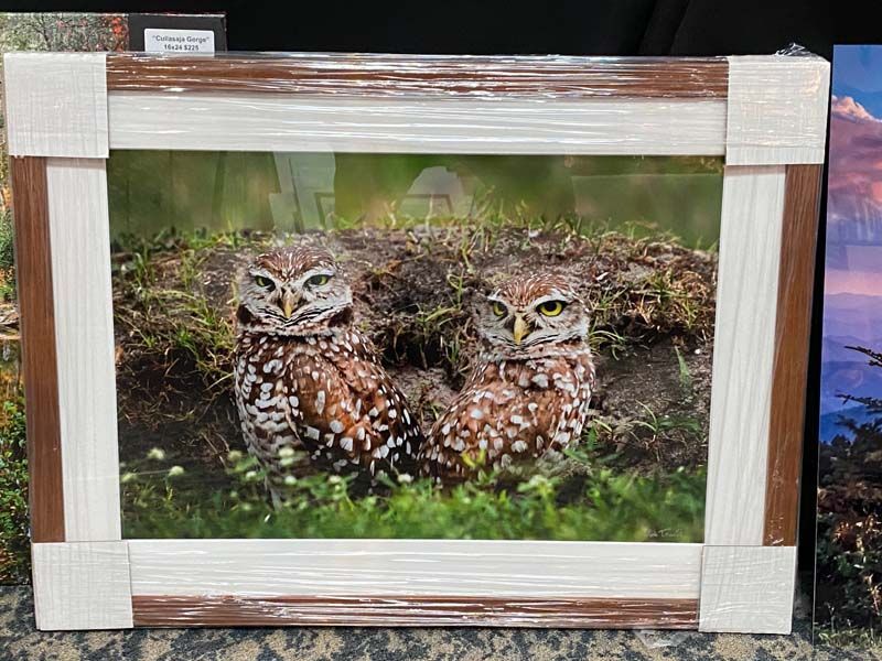Two owls in grass, displayed in a wrapped wooden-framed picture.