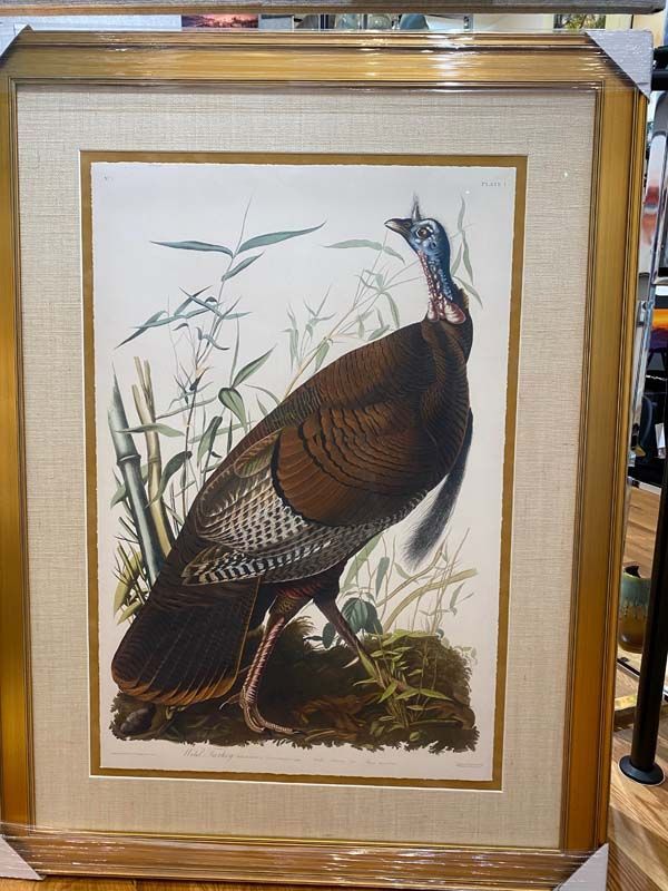 Framed bird illustration of a colorful turkey standing in grass and reeds