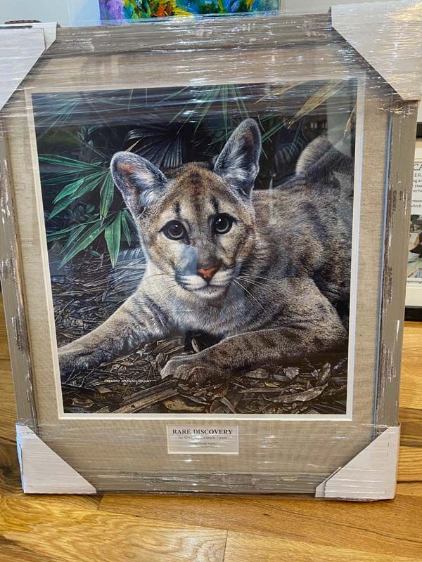 Framed painting of a tan and black cougar cub on a ledge, wrapped in protective plastic.