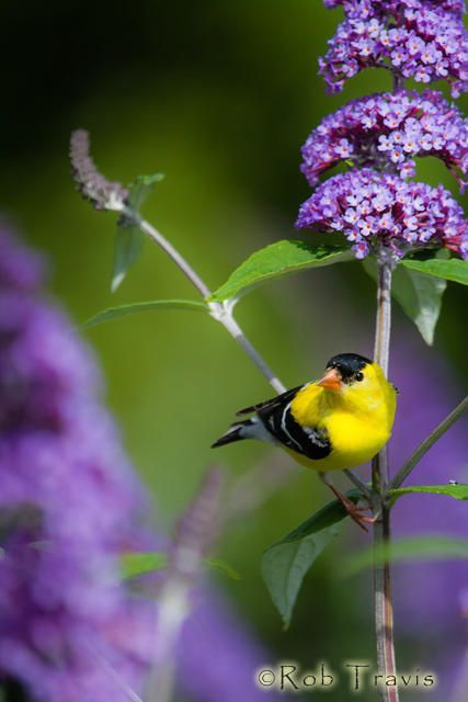 Yellow bird perched on a stem among purple flowers against a green background