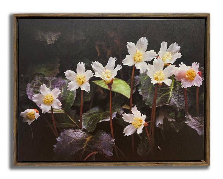 Framed painting of white flowers with yellow centers and dark purple leaves on a dark background